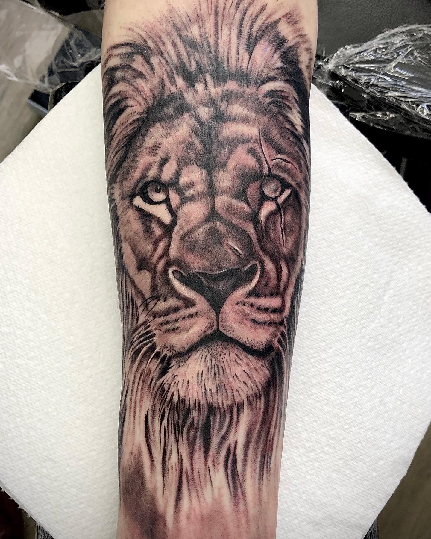 Realistic Scarred Lion