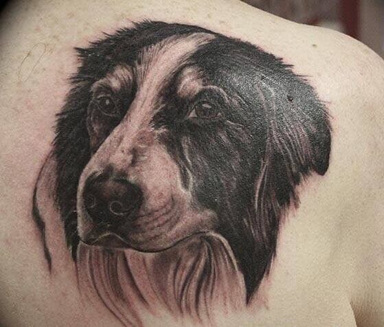 Realistic Dog Collie